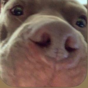 Meet your Posher, Mason